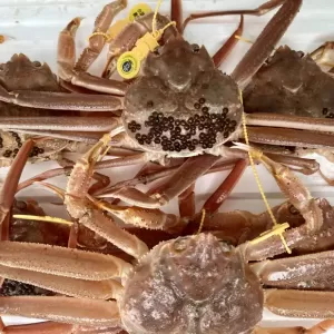 11月11日生魚入荷状況のサムネイル