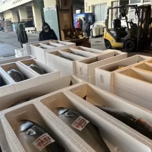 11月29日生魚入荷状況のサムネイル