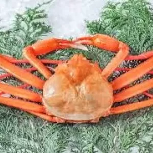 11月23日生魚入荷状況のサムネイル