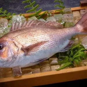 11月26日生魚入荷状況のサムネイル