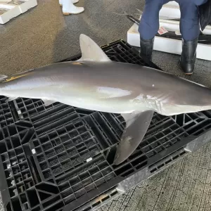 11月16日生魚入荷状況のサムネイル