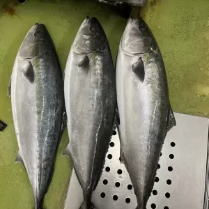 12月6日生魚入荷状況のサムネイル