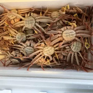 12月3日生魚入荷状況のサムネイル