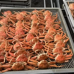 12月12日生魚入荷状況のサムネイル