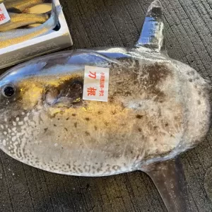 1月18日生魚入荷状況のサムネイル
