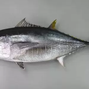 2月21日生魚入荷状況のサムネイル
