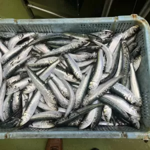 2月25日生魚入荷状況のサムネイル