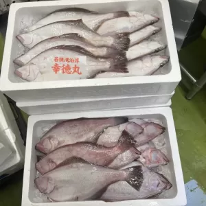 2月28日生魚入荷状況のサムネイル