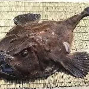 2月3日生魚入荷状況のサムネイル