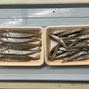 3月5日生魚入荷状況のサムネイル