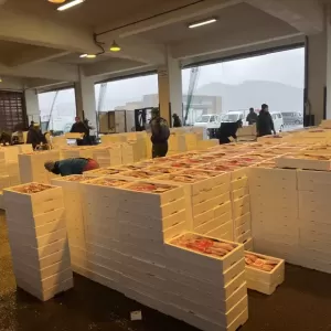 3月19日生魚入荷状況のサムネイル