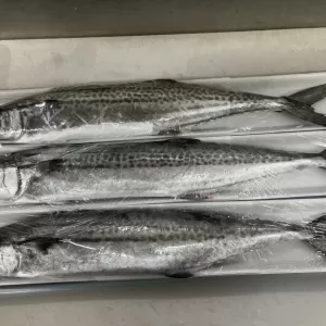 3月15日生魚入荷状況のサムネイル