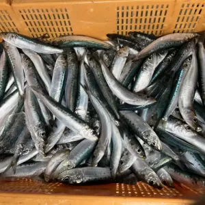 3月9日生魚入荷状況のサムネイル