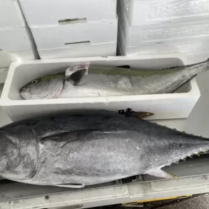 5月17日生魚入荷状況のサムネイル