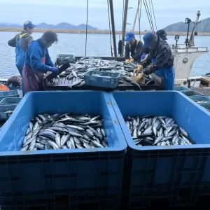 5月27日生魚入荷状況のサムネイル