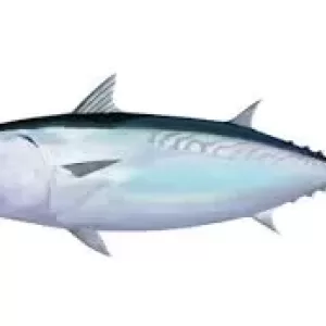 7月30日生魚入荷状況のサムネイル