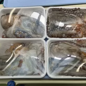 7月21日生魚入荷状況　追加のサムネイル