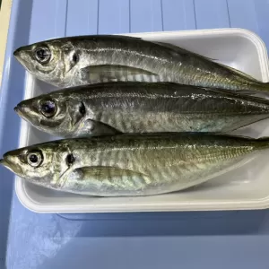 7月21日生魚入荷状況のサムネイル