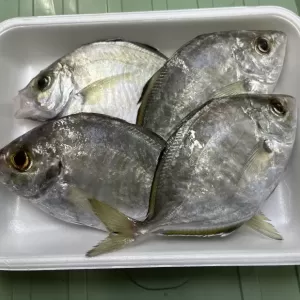 7月22日生魚入荷状況のサムネイル
