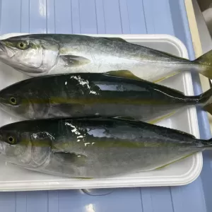 7月23日生魚入荷状況のサムネイル