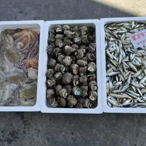 7月26日生魚入荷状況のサムネイル