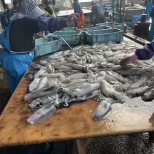 8月3日生魚入荷状況のサムネイル
